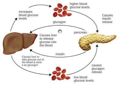 SUGAR CLIP PACK OF {2}