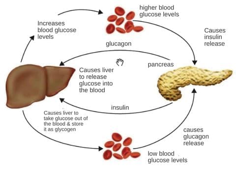 SUGAR CLIP PACK OF {2}